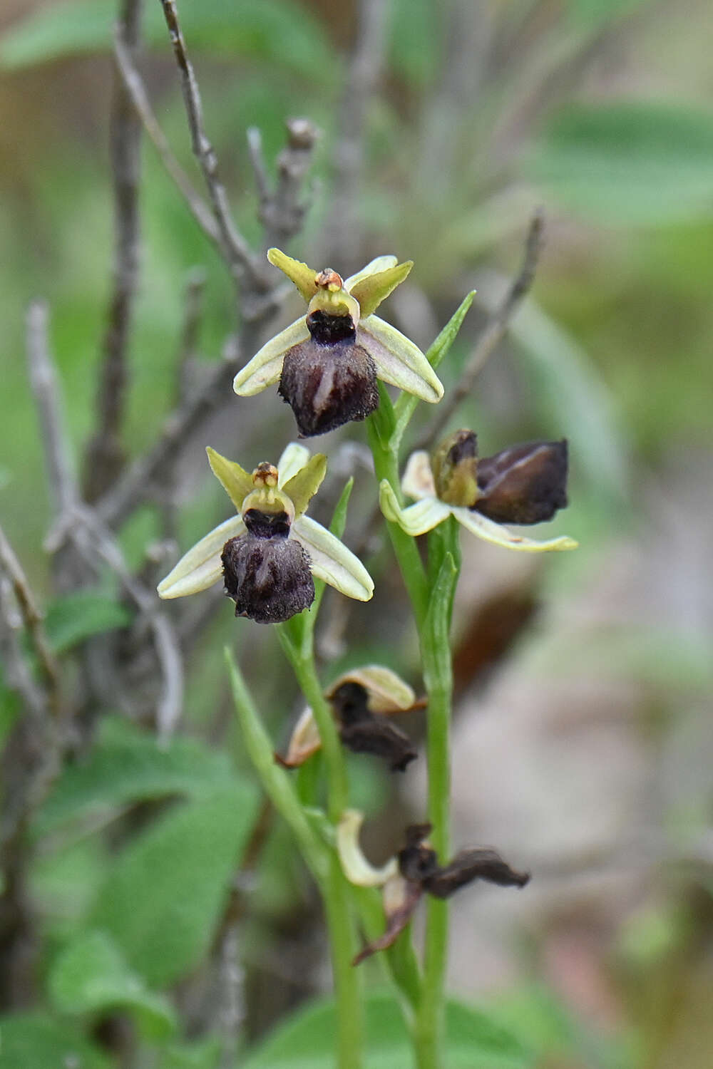 Image of Ophrys sphegodes subsp. epirotica (Renz) Gölz & H. R. Reinhard