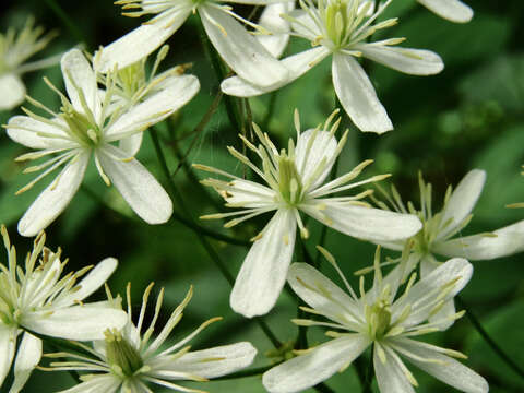 Imagem de Clematis recta L.