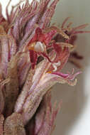 Image of flat-top broomrape