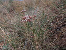 Image of Hooded meadow-star