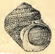 Image of Lunella correensis (Récluz 1853)