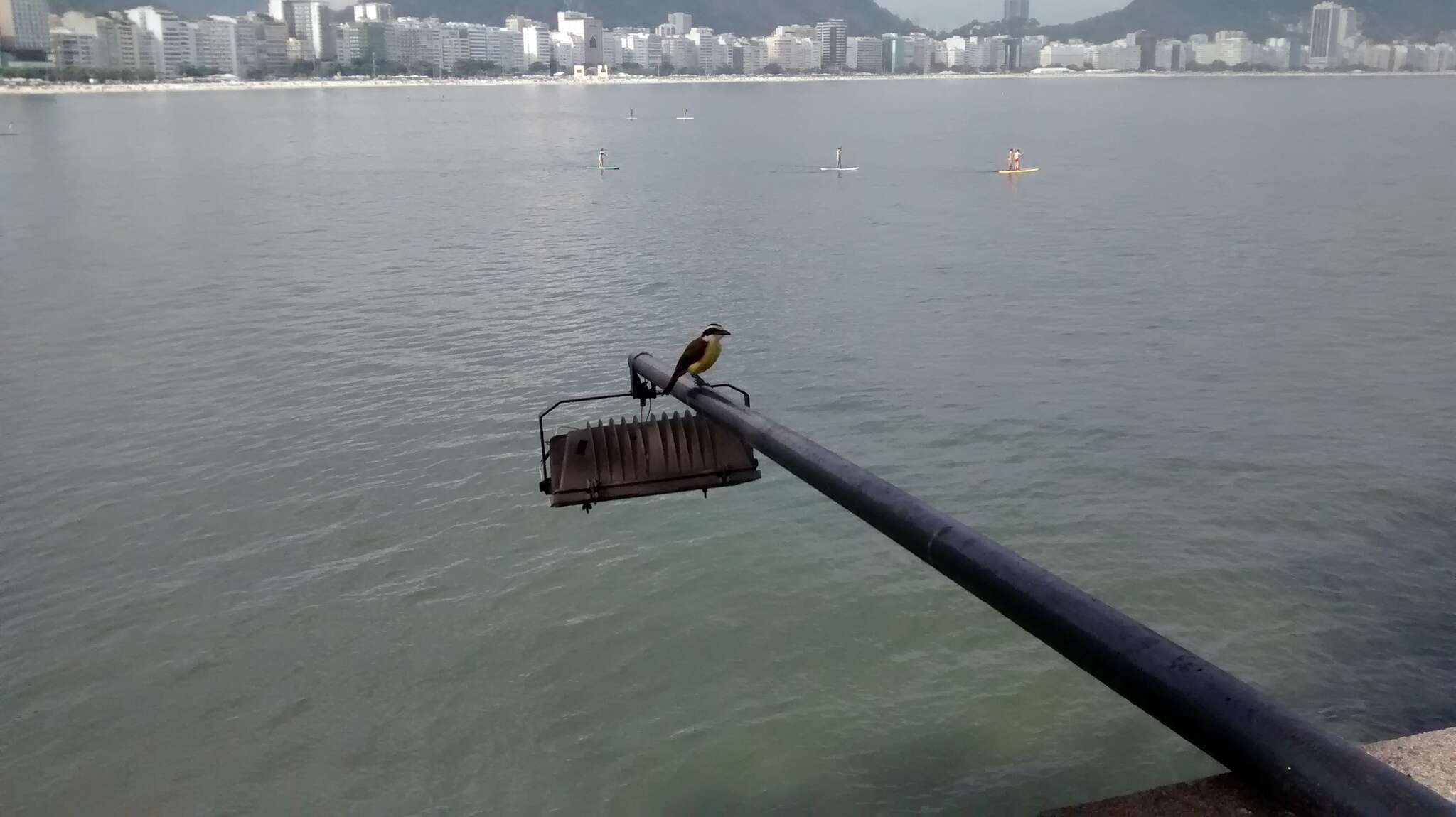 大食蠅霸鶲屬的圖片