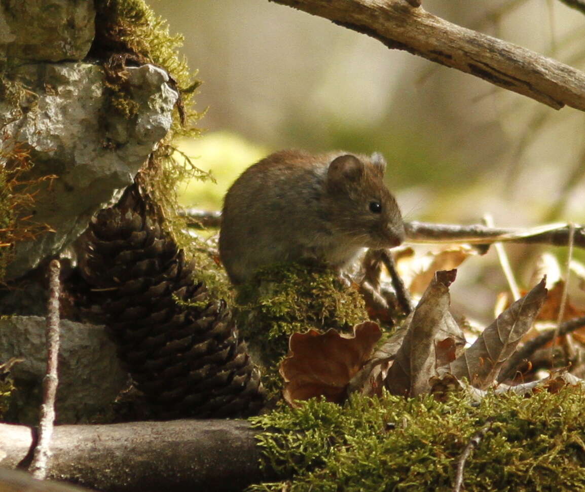 Image of Bank Vole