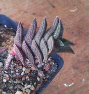 Haworthia resmi