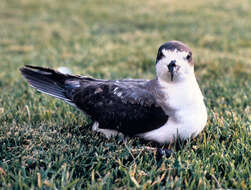 Image of Hawaiian Petrel