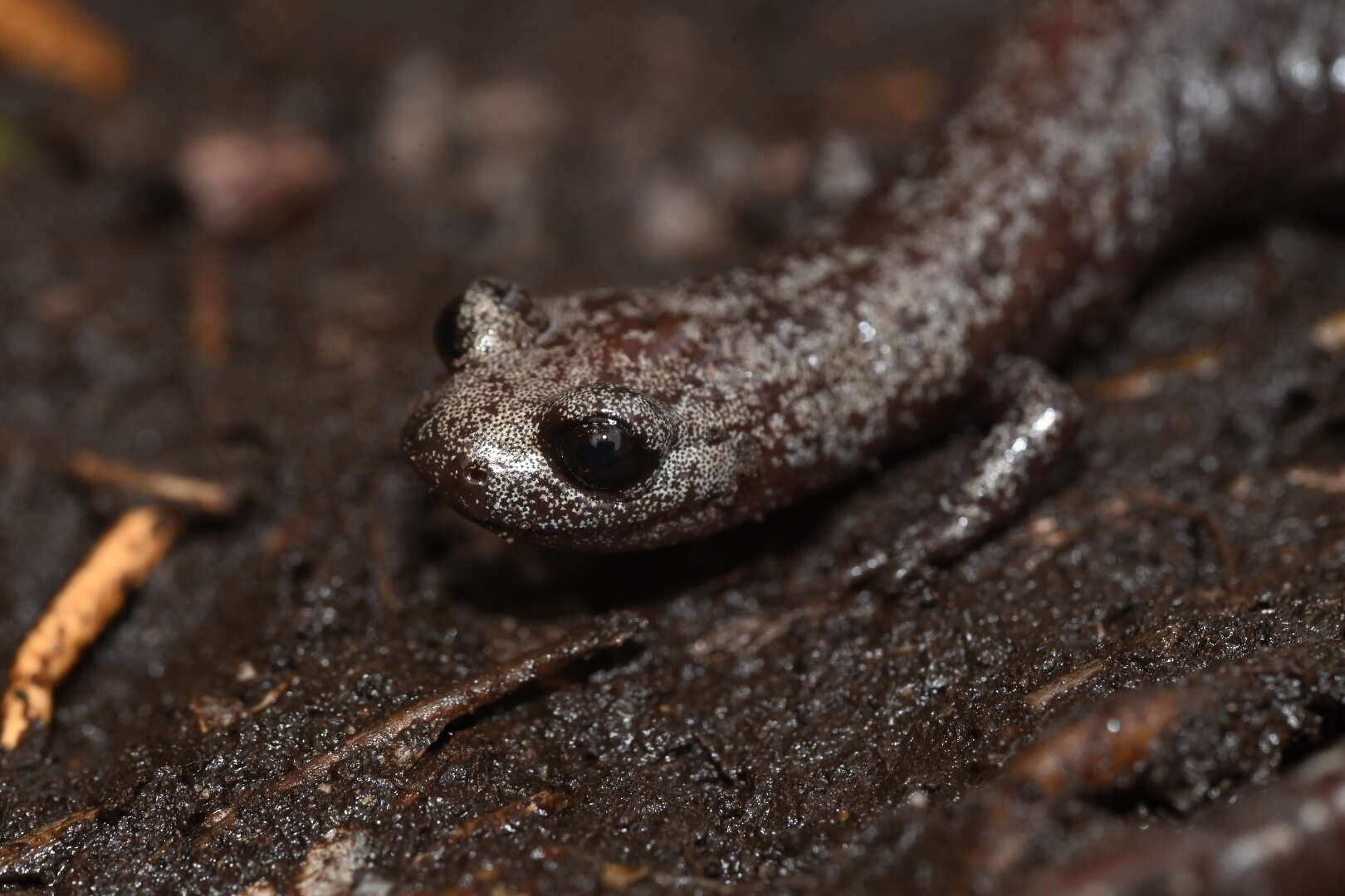 Image of Inyo Mountains Salamander