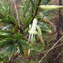 Imagem de Styphelia viridis subsp. breviflora (Benth.) J. M. Powell