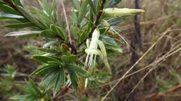 Image of Styphelia viridis subsp. breviflora (Benth.) J. M. Powell