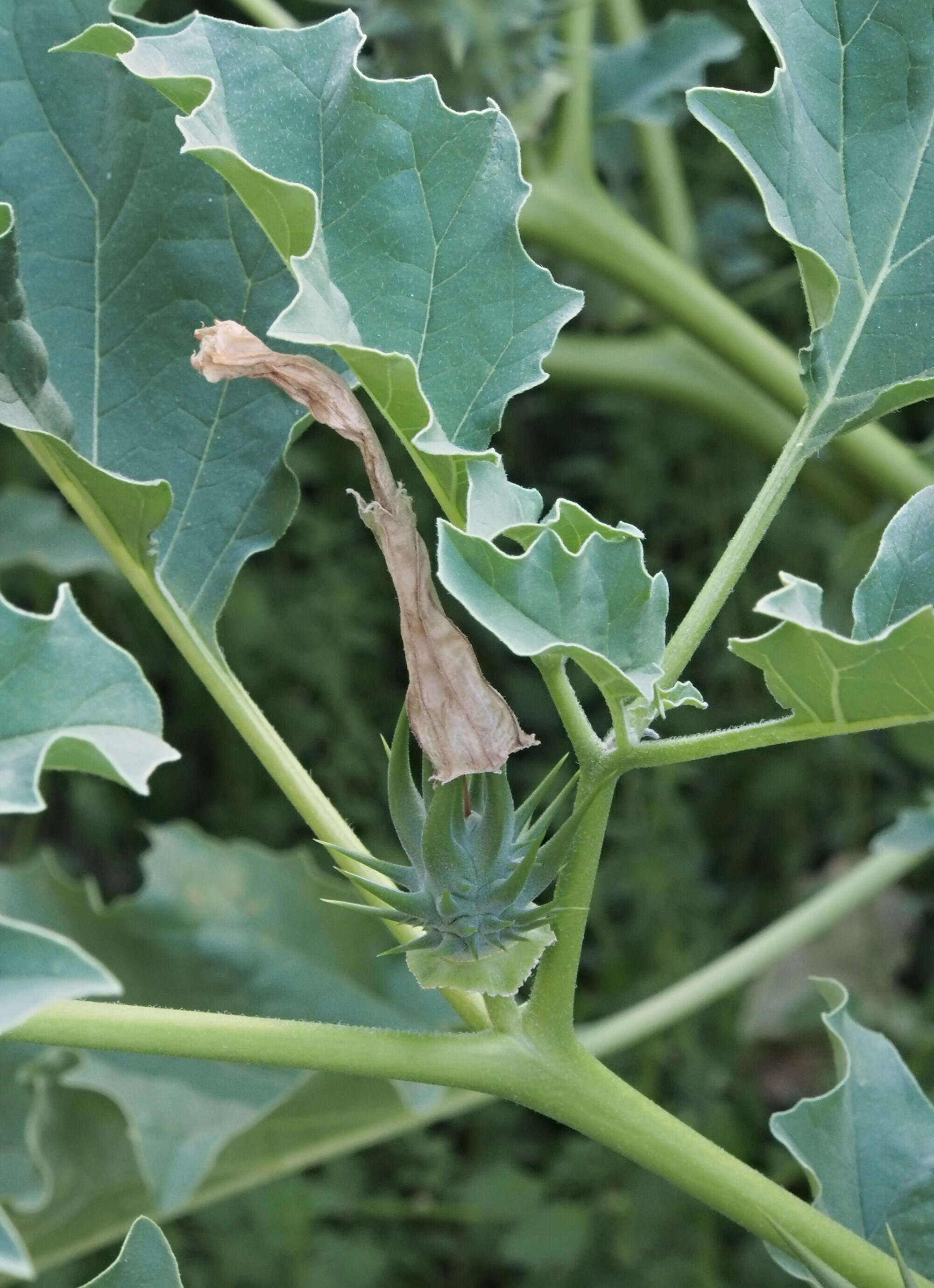 Image de Datura ferox L.