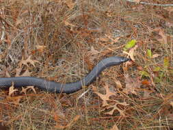 Image of Eastern Indigo Snake