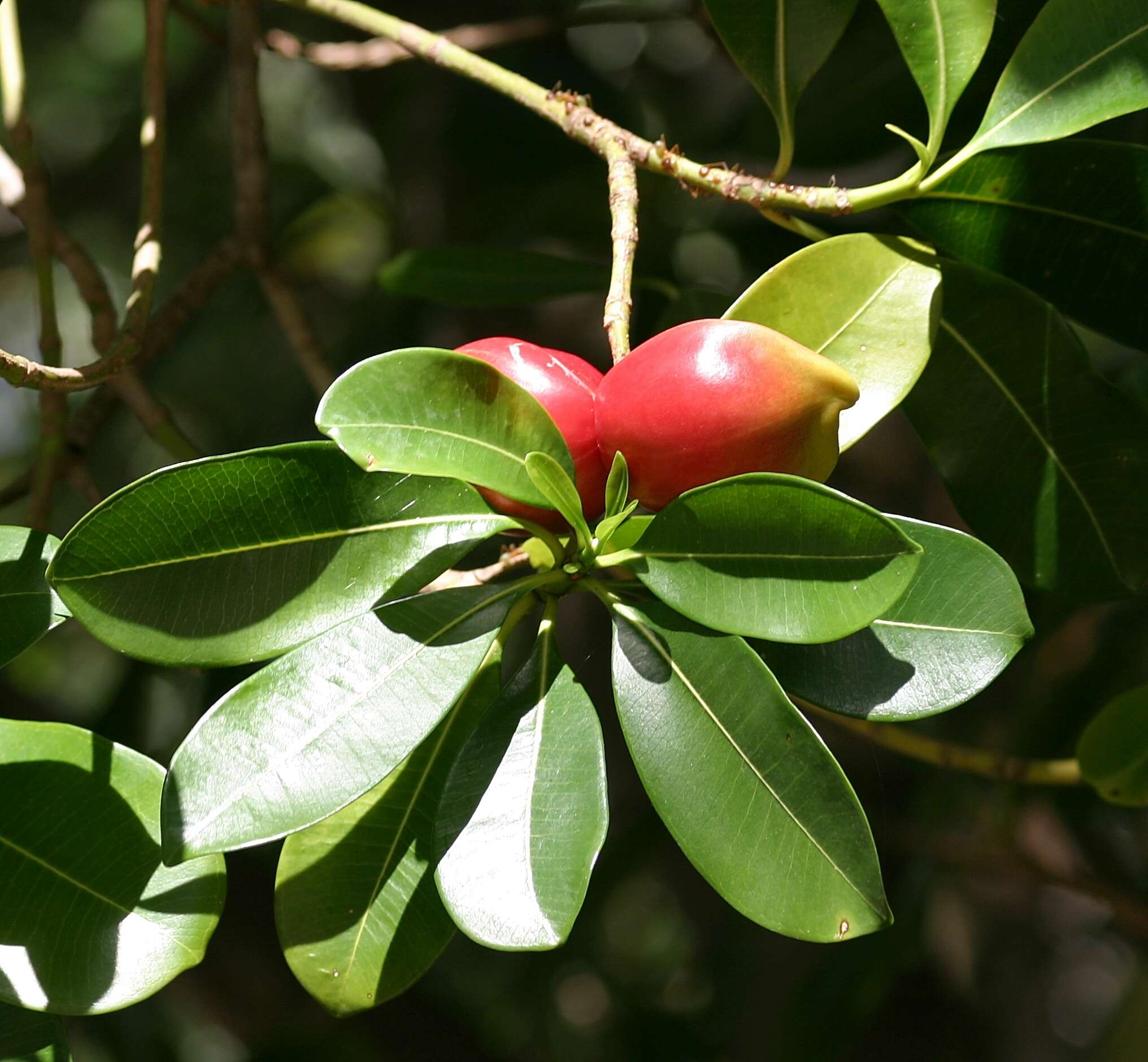 Image de Ochrosia elliptica Labill.