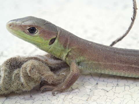 Image of Western Green Lizard