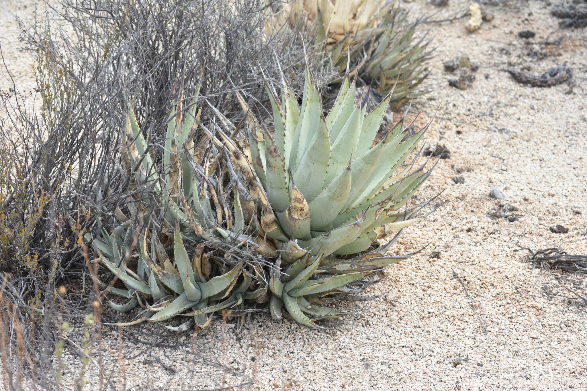 Agave cerulata Trel. resmi