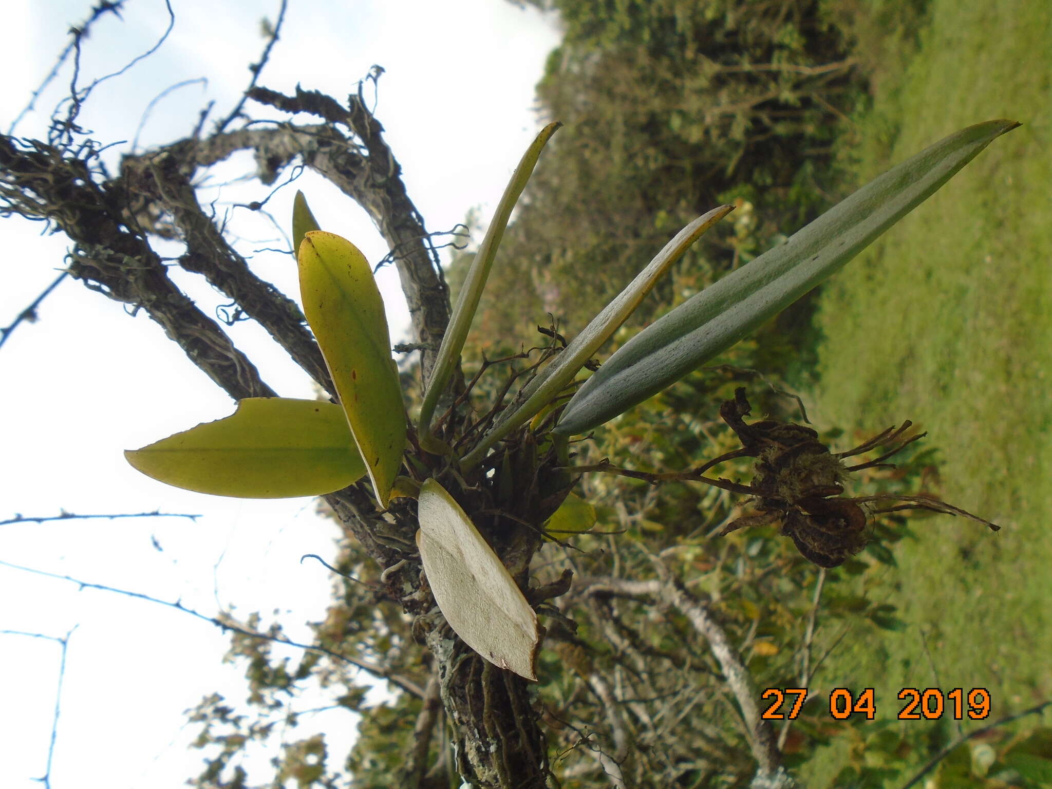 Imagem de Rodriguezia granadensis (Lindl.) Rchb. fil.