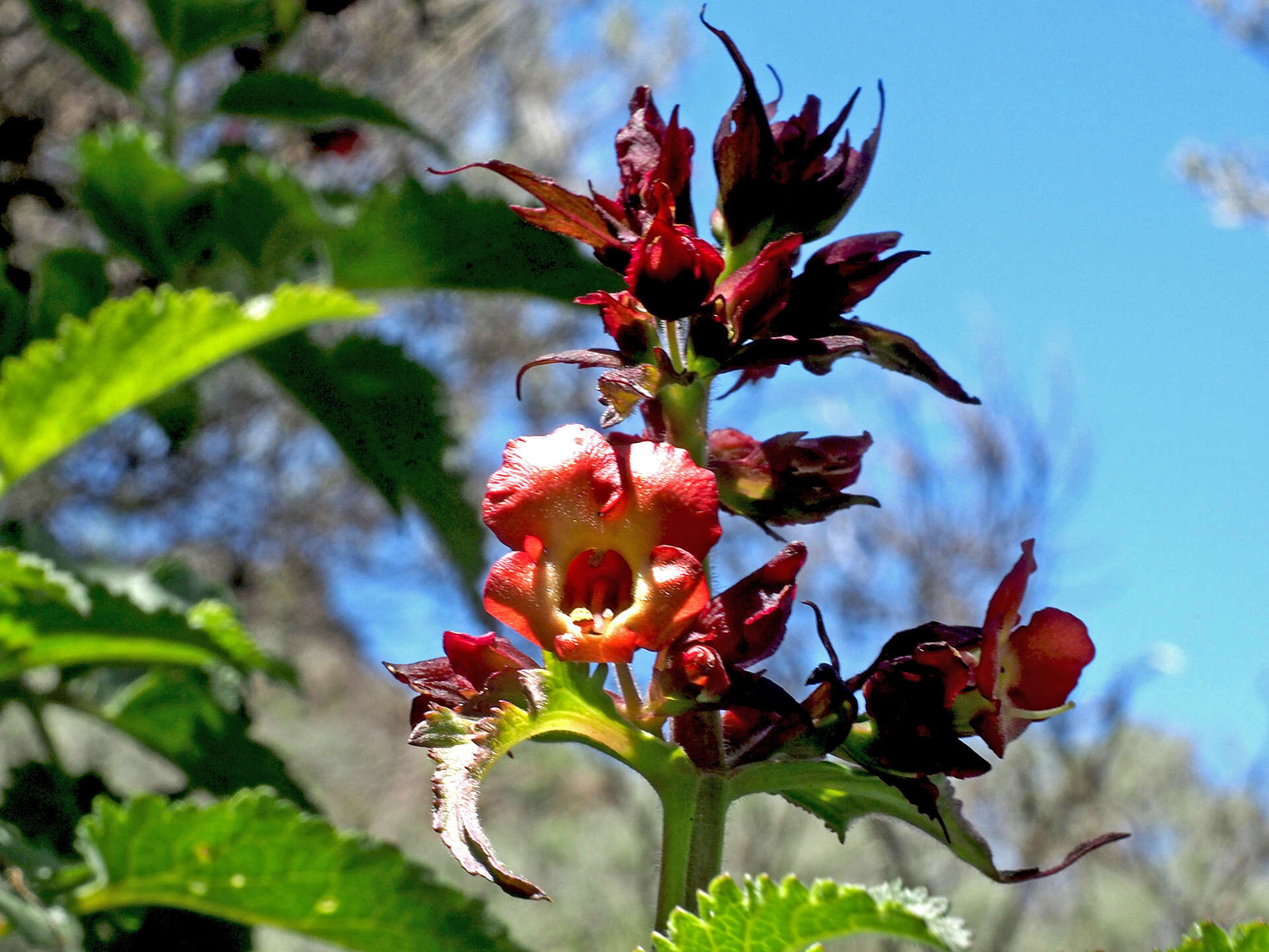 Image of Scrophularia calliantha Webb & Berth.