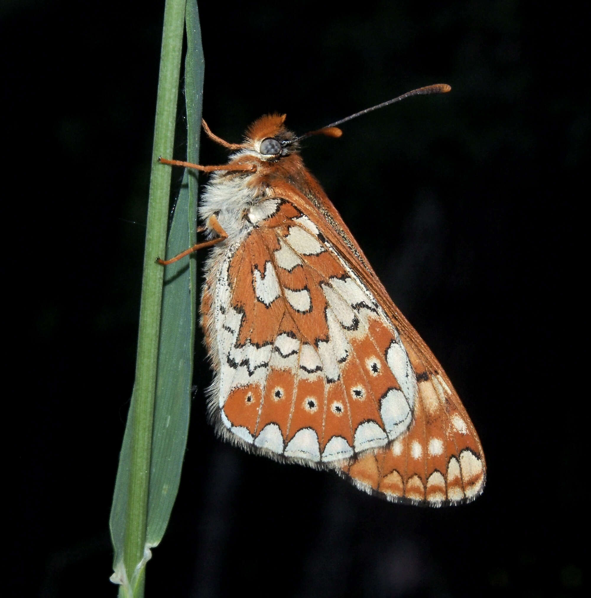 Plancia ëd Euphydryas aurinia