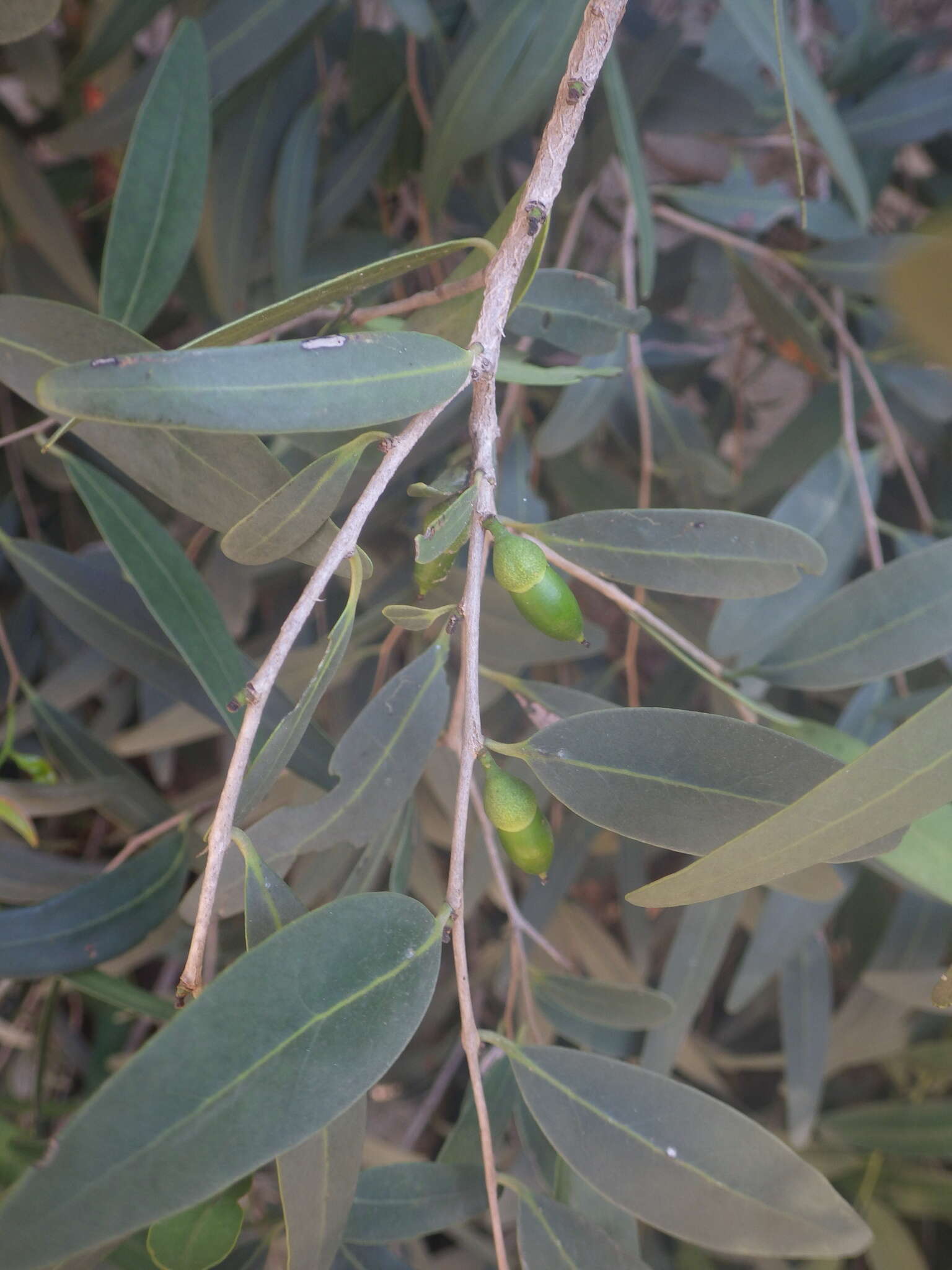 Image de Diospyros myrtifolia H. Perrier