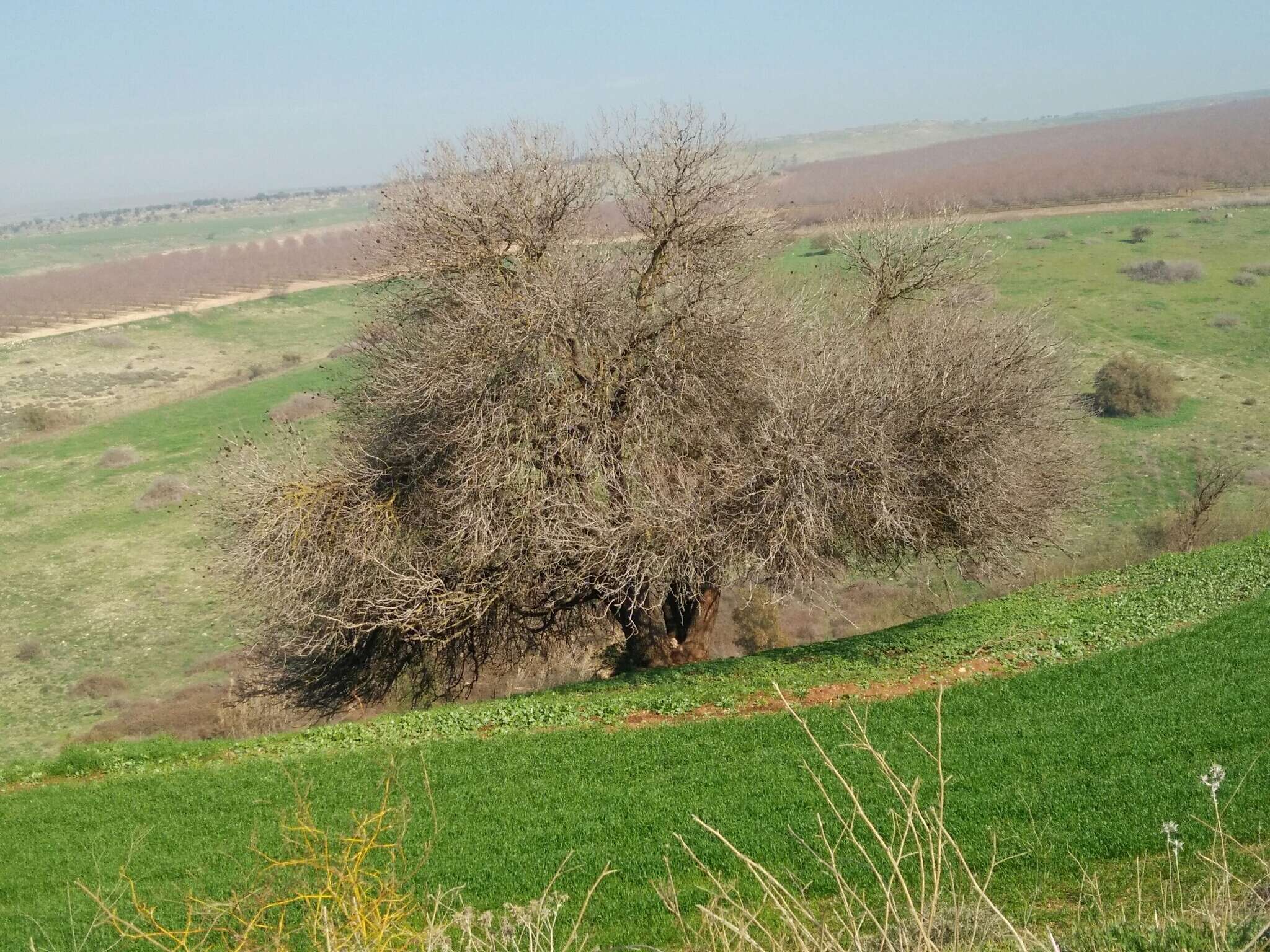 Image of Pistacia atlantica Desf.