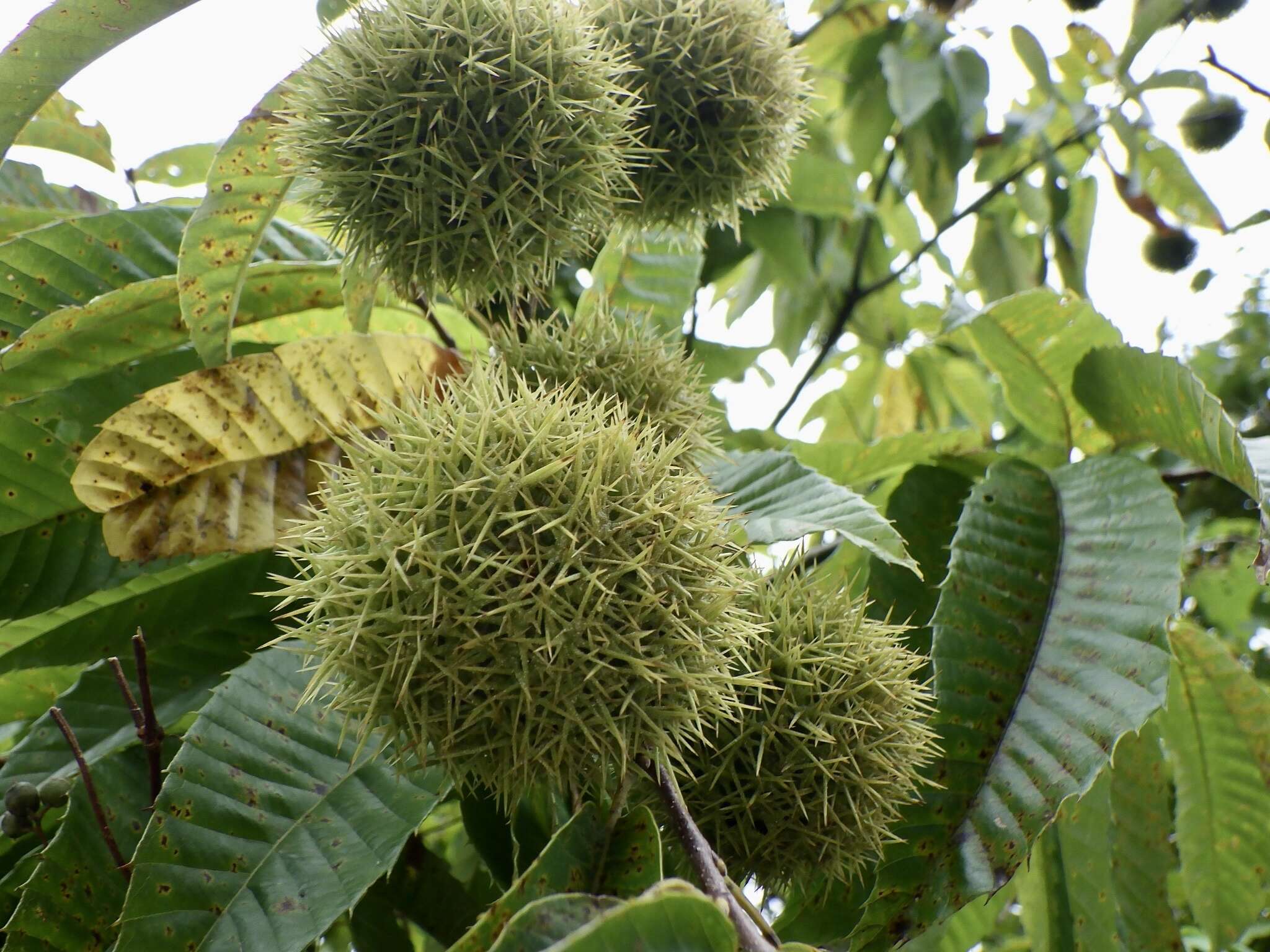 Image of Japanese chestnut