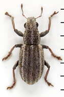 Sitona striatellus Gyllenhal 1834 resmi