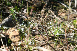 Image of Pelargonium leptum L. Bolus