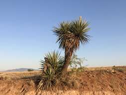 Image of Schott's yucca