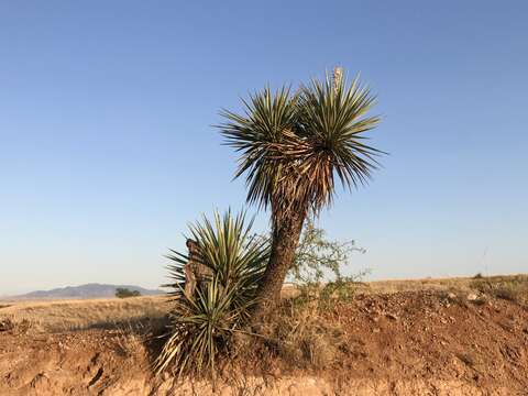 Image of Schott's yucca