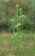 Image of Euphrasia pectinata Ten.