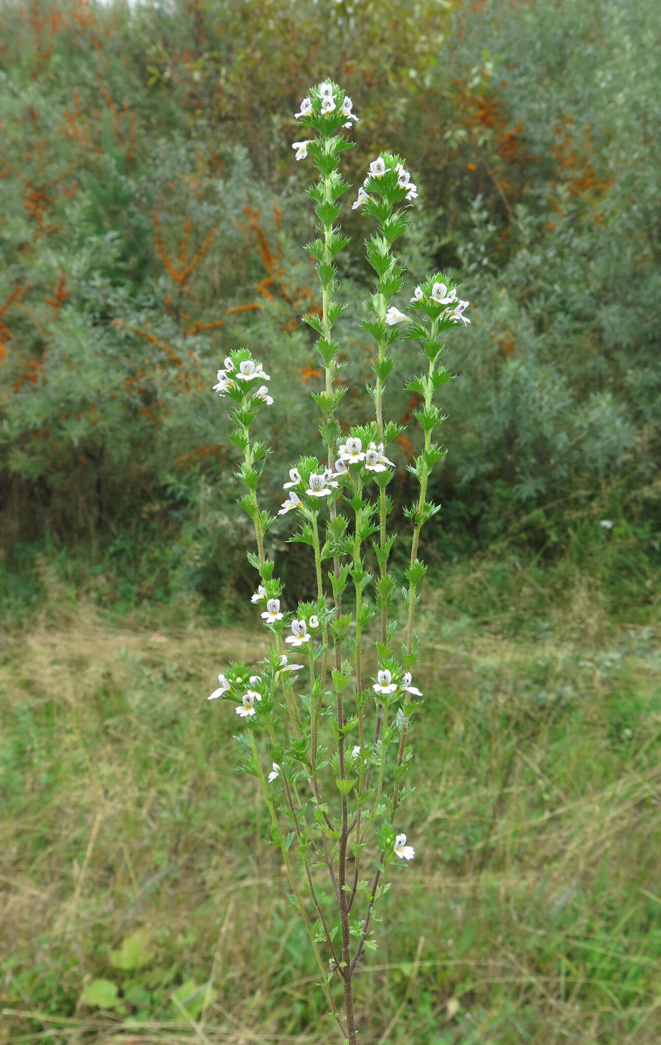 Image de Euphrasia pectinata Ten.