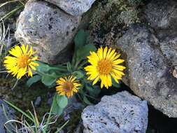 Image of alpine yellow fleabane