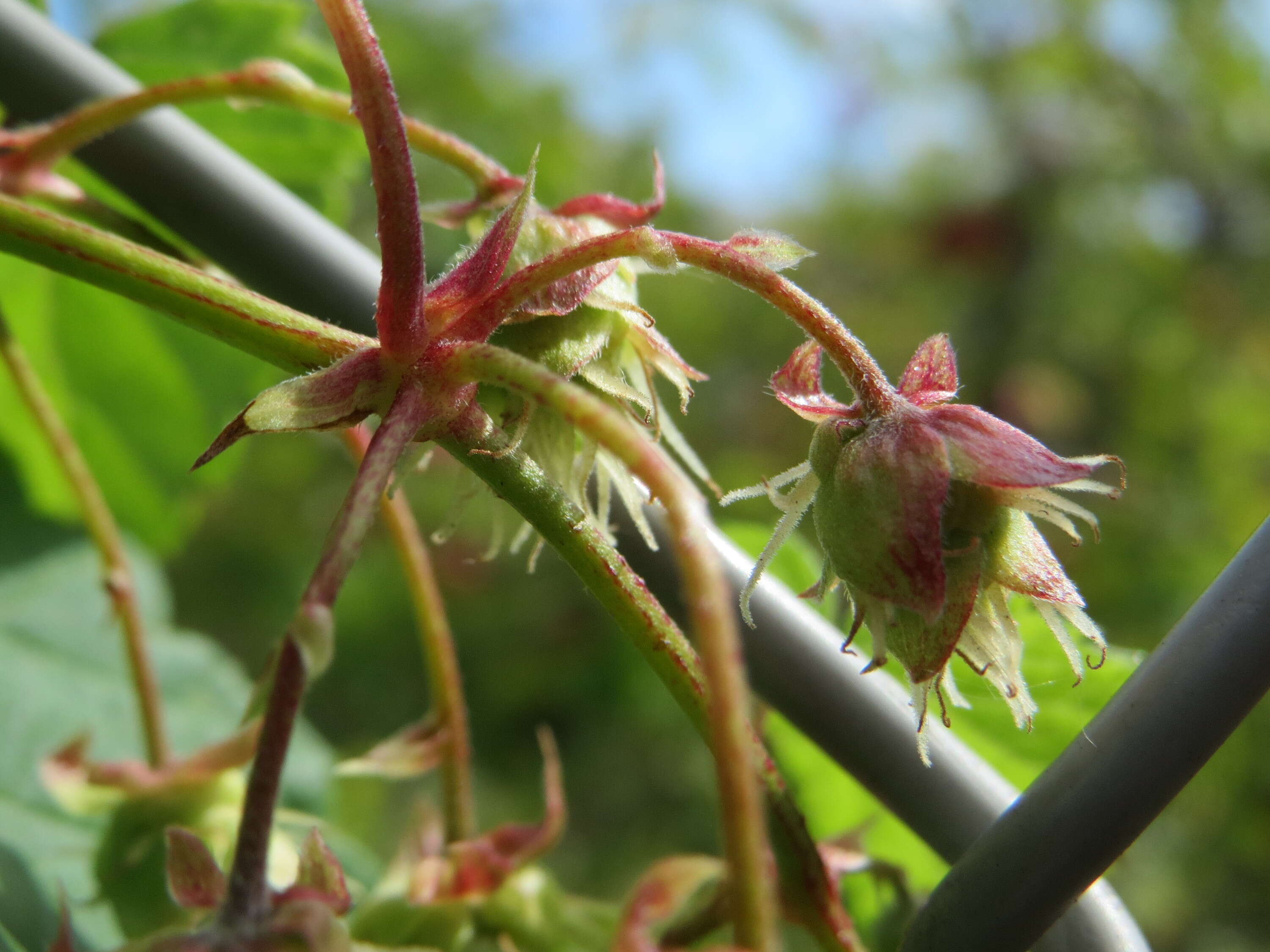 Image of common hop