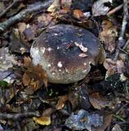 Image of Russula umerensis McNabb 1973