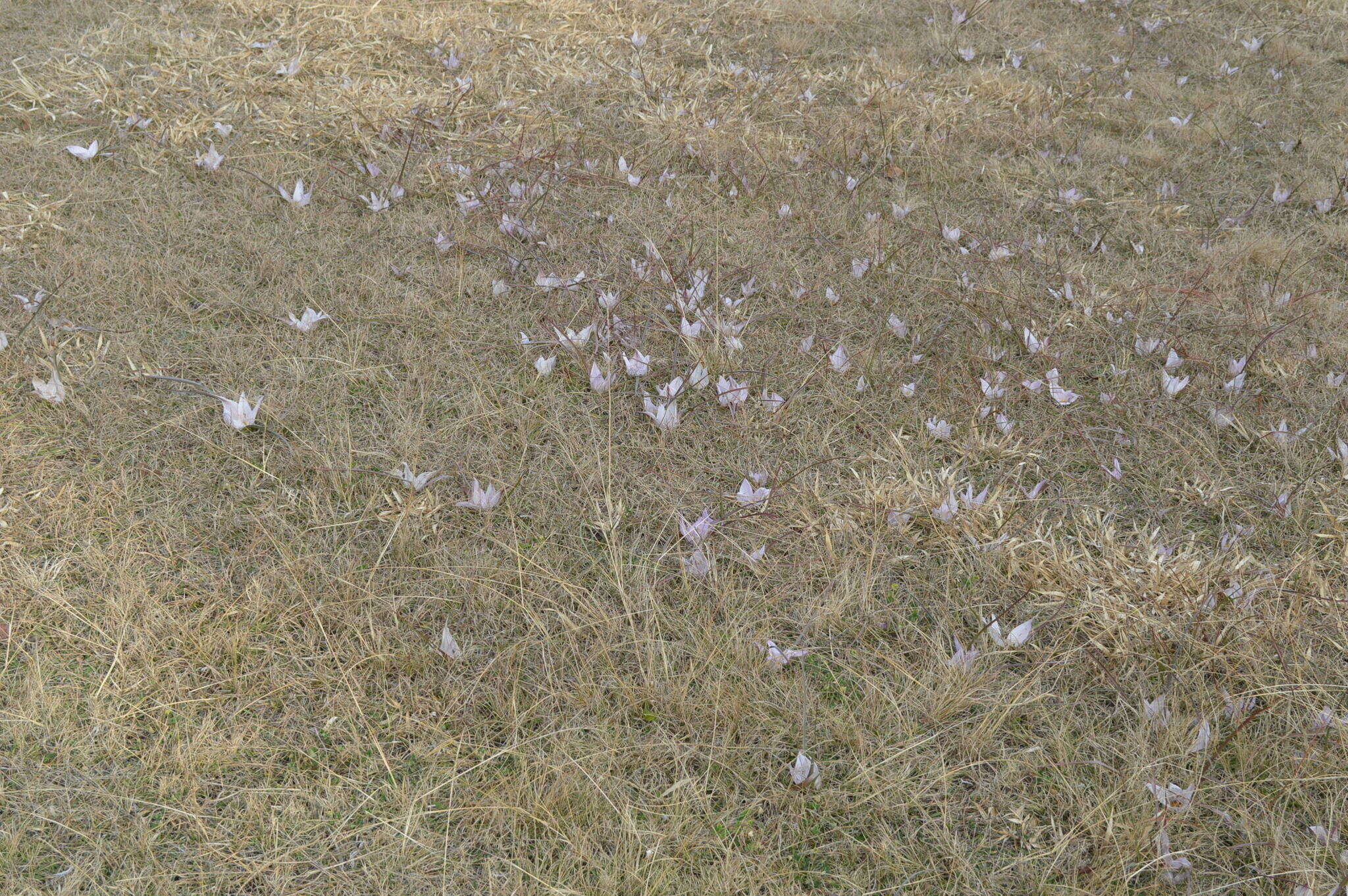 Image of Colchicum melanthioides subsp. melanthioides