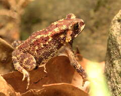 Image of asian black spotted toad