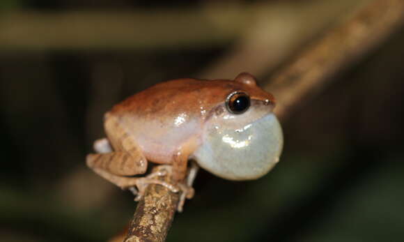 Image de Pseudophilautus wynaadensis (Jerdon 1853)