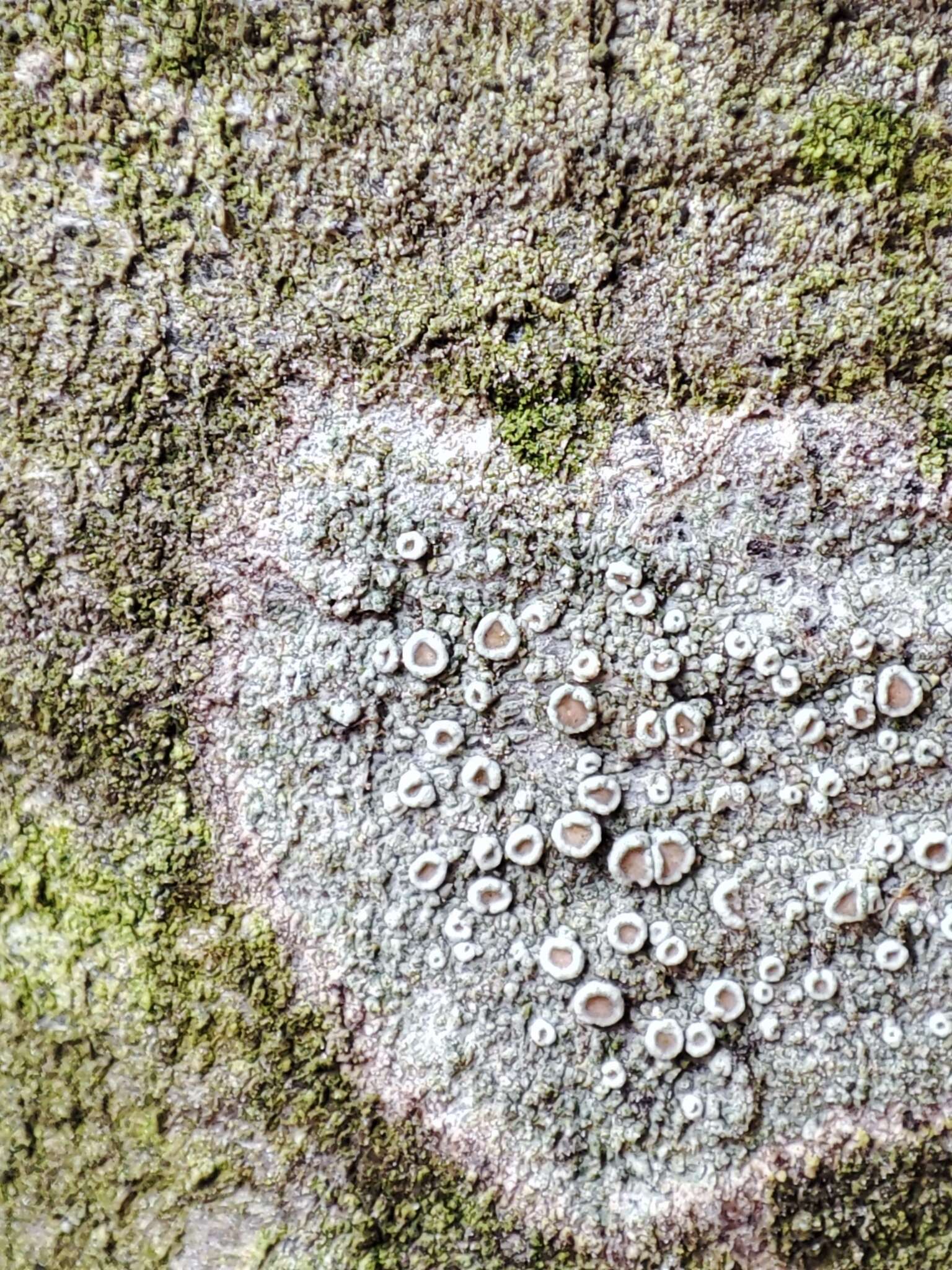 Imagem de Lecanora argentata (Ach.) Malme