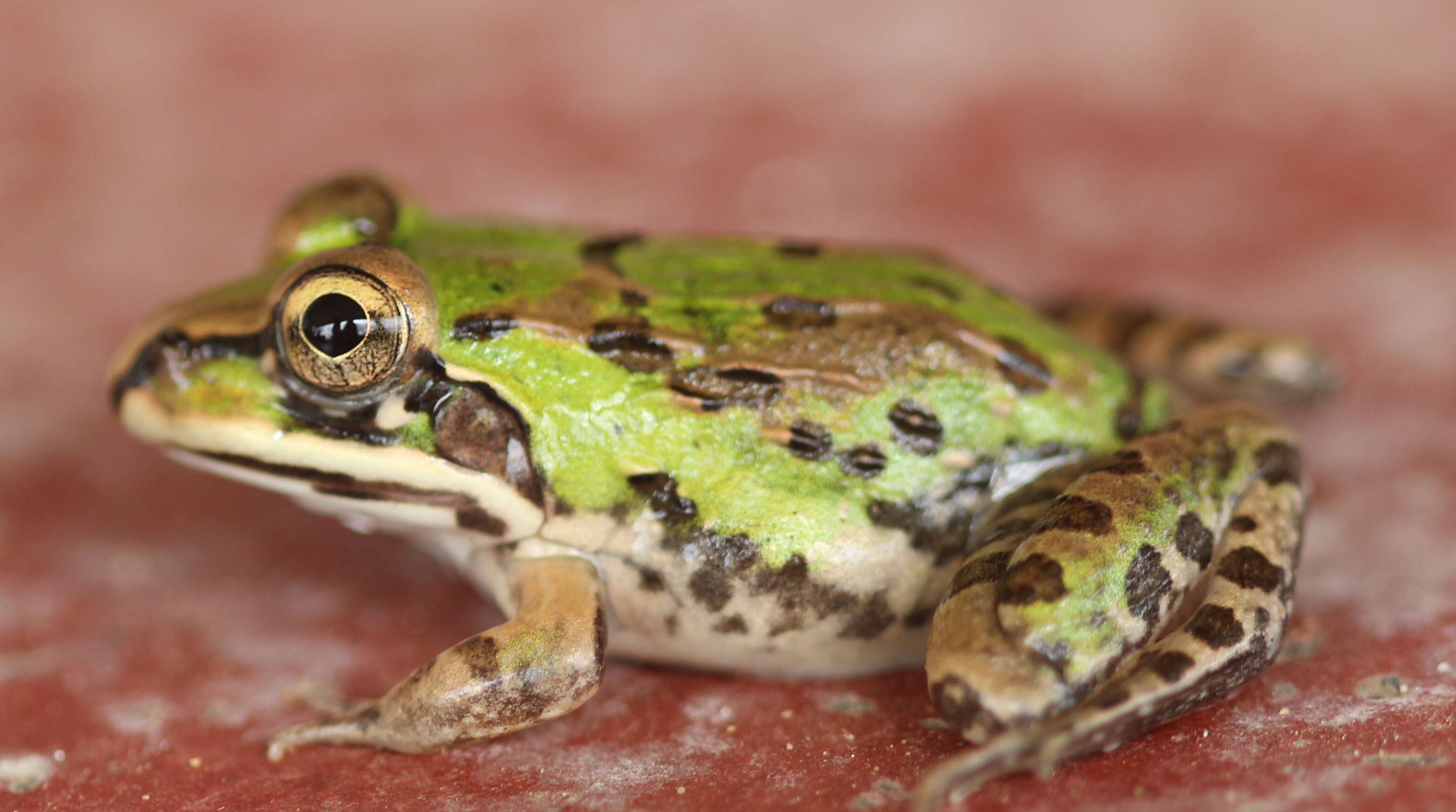 Image of Bull Frog