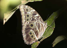 Image of Morpho deidamia Hübner 1816