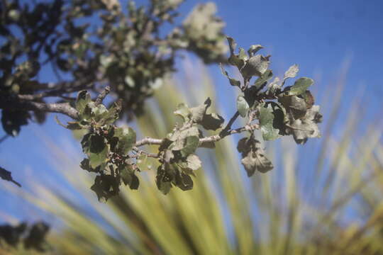 Image de Quercus charcasana Trel. ex A. Camus