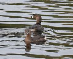 Image of Podilymbus podiceps antarcticus (Lesson & PA 1842)