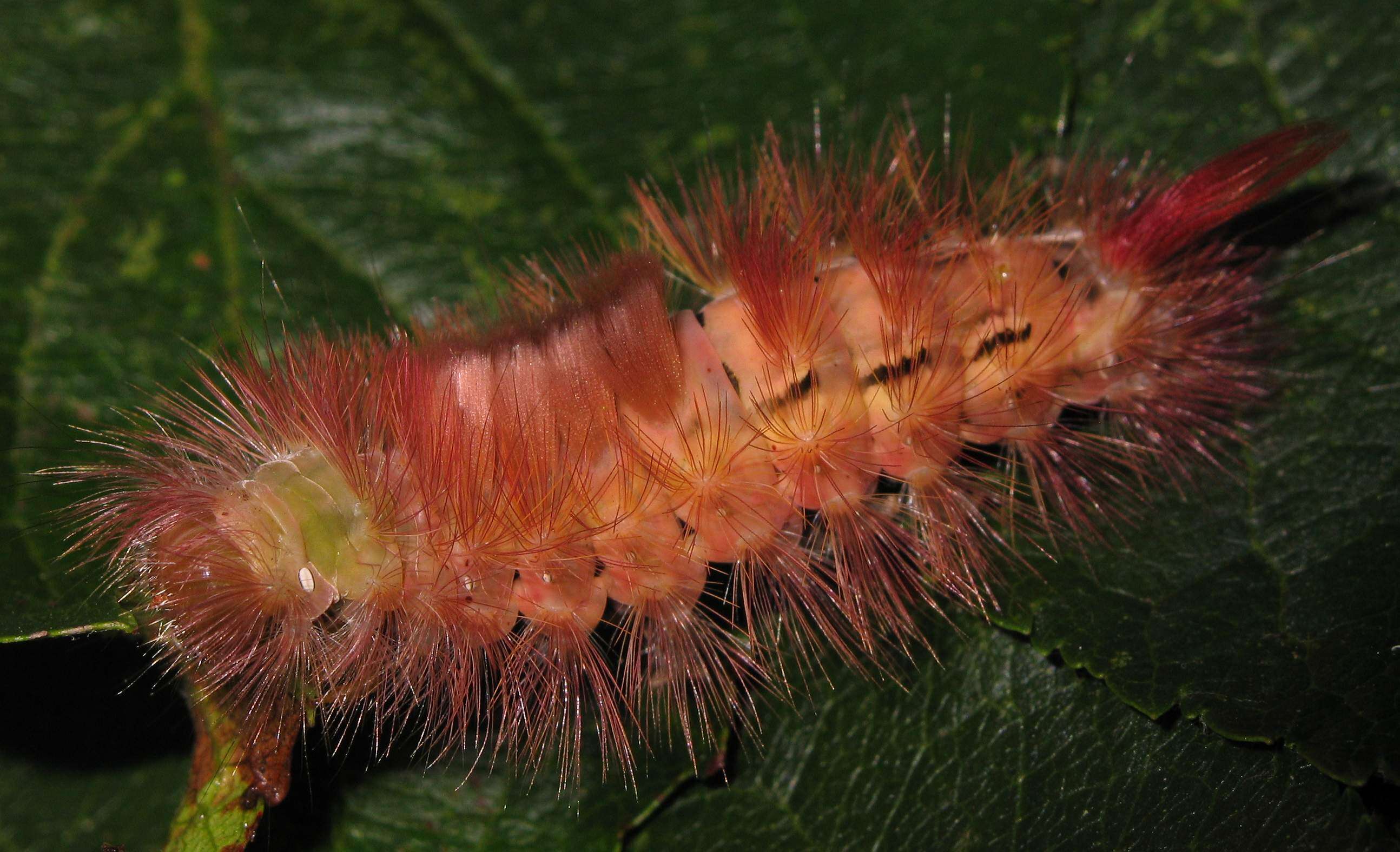 Слика од Calliteara pudibunda Linnaeus 1758