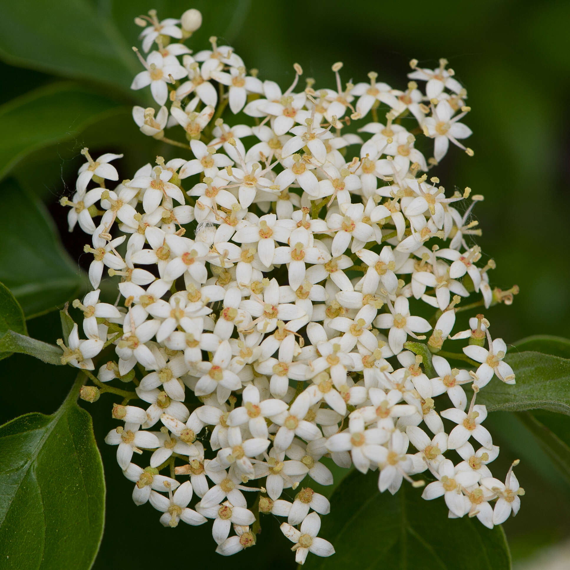 Image of roughleaf dogwood