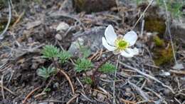 Слика од Ranunculus andersonii A. Gray