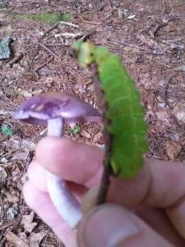 Image of light violet cortinarius