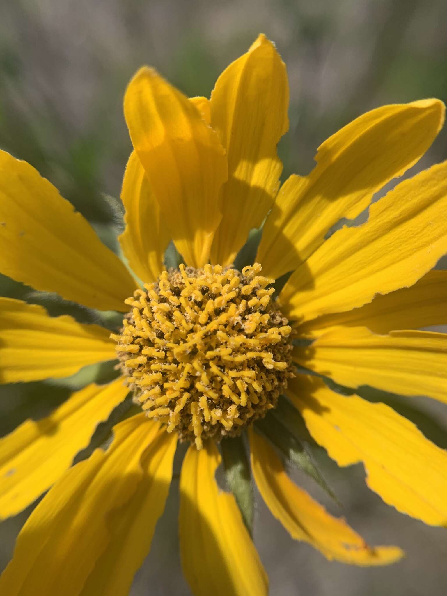 صورة Helianthella californica A. Gray