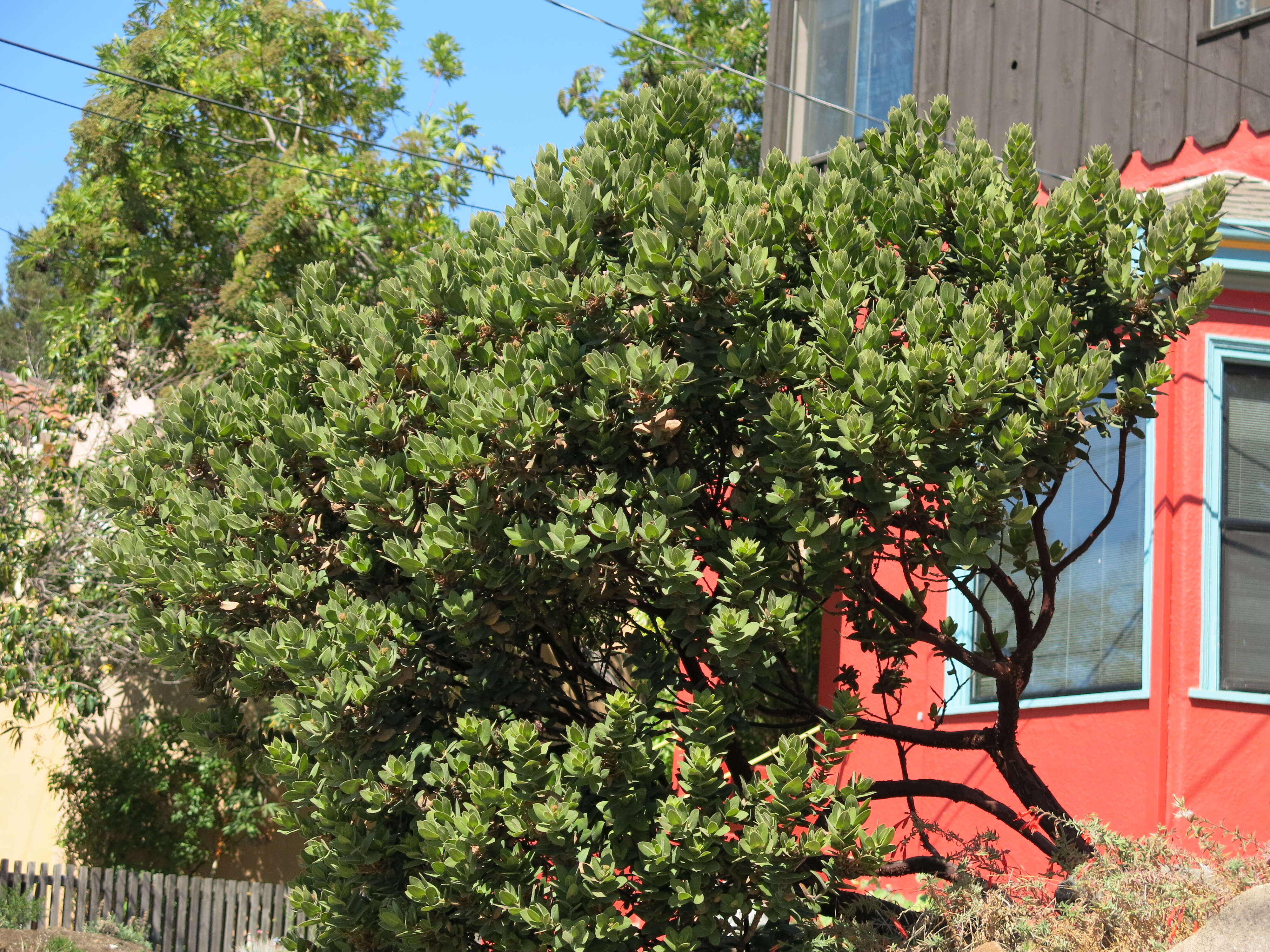 Image of Kings Mountain manzanita