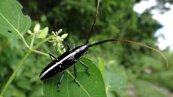 صورة Ptychodes politus Audinet-Serville 1835