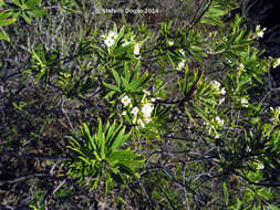 Image of Flax-Leaved Daphne