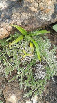 Image of Xerophyta adendorffii Behnke