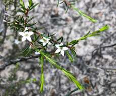 Image of Philotheca pungens (Lindl.) Paul G. Wilson